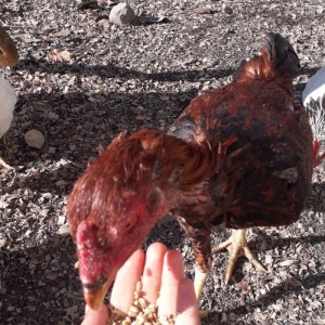 6 ayliqdi tam saglam tecili satilir fere satilmir watsap yoxdu nomre 2