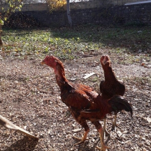 6 ayliqdi tam saglam tecili satilir fere satilmir watsap yoxdu nomre 2