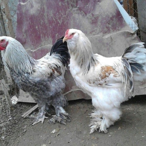 brama xoruzlari satlir son yeri 50 manat unvan baki mehtabat