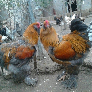 brama xoruzlari satlir son yeri 50 manat unvan baki mehtabat