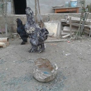 brama xoruzlari satlir son yeri 50 manat unvan baki mehtabat