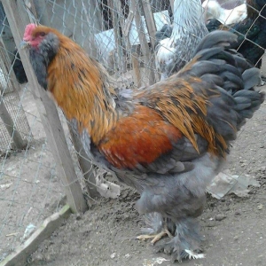 brama xoruzlari satlir son yeri 50 manat unvan baki mehtabat