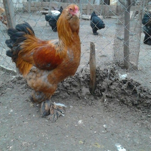 brama xoruzlari satlir son yeri 50 manat unvan baki mehtabat