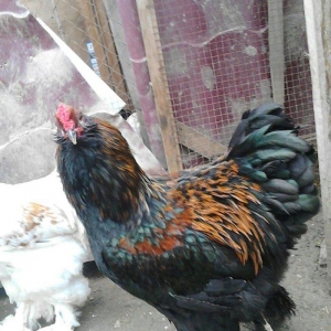 brama xoruzlari satlir son yeri 50 manat unvan baki mehtabat