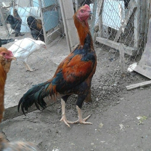 heyerti colpa satlir 6 7aylikdi qiymet son yeri 40 manat dava gormuyub