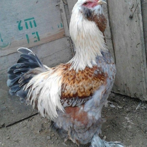 brama xoruzlari satlir 7 8 aylikdi tam damzlik heyvanardi son yeri 50