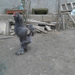 brama xoruzlari satlir 7 8 aylikdi tam damzlik heyvanardi son yeri 50