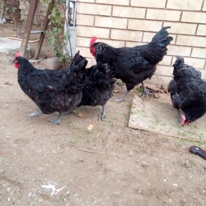 avstralorp cinsi ildə 300 350 yumurta veren cinsdi mayalı yumurtalar o