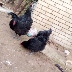 avstralorp cinsi ildə 300 350 yumurta veren cinsdi mayalı yumurtalar o