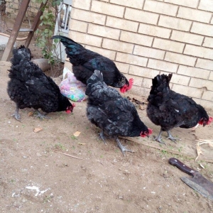 avstralorp cinsi ildə 300 350 yumurta veren cinsdi mayalı yumurtalar o