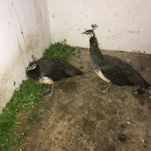 Qara boyun qu quwu ile deyiwirem.Bir cutune 3 eded qara qanad 5 ayliq