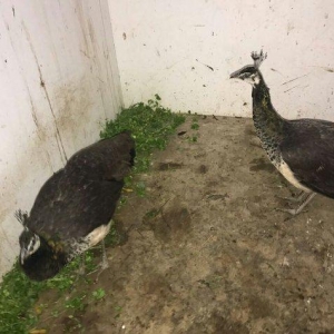 Qara boyun qu quwu ile deyiwirem.Bir cutune 3 eded qara qanad 5 ayliq