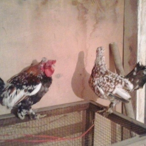 5 yaponka 2fere2xoruz 1 cavan bece ayaglari lelekdi barter ederem