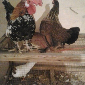 5 yaponka 2fere2xoruz 1 cavan bece ayaglari lelekdi barter ederem