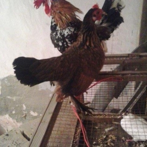 5 yaponka 2fere2xoruz 1 cavan bece ayaglari lelekdi barter ederem