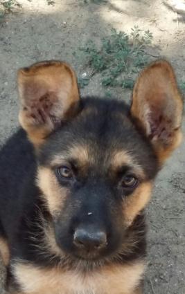 zehmet olmasa oxuyun xais edirem