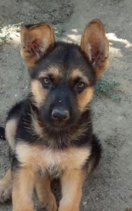 zehmet olmasa oxuyun xais edirem