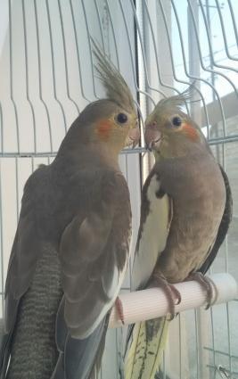 korella satıram, bir cüt erkek dişi, yekə iri quşlardır.