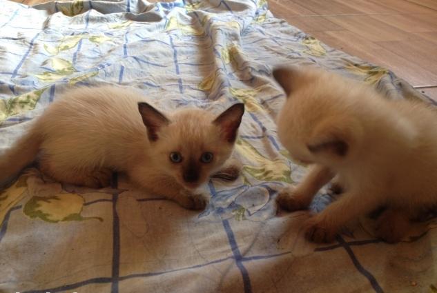 Temiz Seamiski Pişik