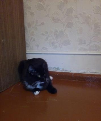 Yaxwi Baxan insan olsa pulsuz vererem. Amma Yaxwi Baxan Olsun