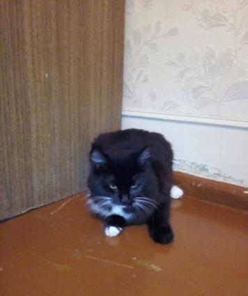 Yaxwi Baxan insan olsa pulsuz vererem. Amma Yaxwi Baxan Olsun