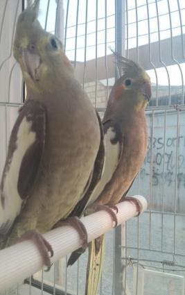 korella satıram, bir cüt erkek dişi, yekə iri quşlardır.