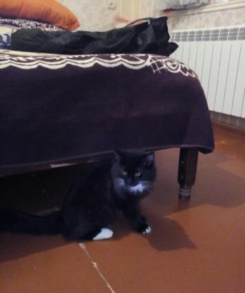 Yaxwi Baxan insan olsa pulsuz vererem. Amma Yaxwi Baxan Olsun