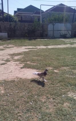 baladi kekillidi ayaqi lelehli 3 dene qusdu enni quyruqdular 2 denesi