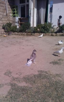 baladi kekillidi ayaqi lelehli 3 dene qusdu enni quyruqdular 2 denesi