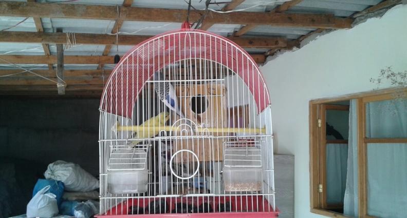 goy erkeydi sari dişi qablari ustunde verilir yalniz whatsappnan yazin