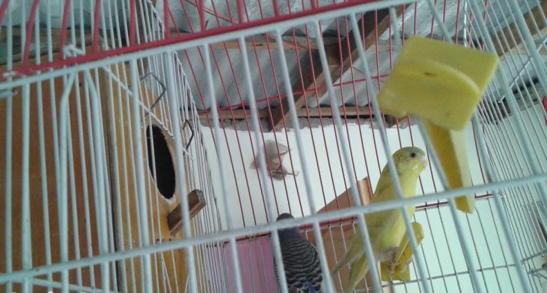 goy erkeydi sari dişi qablari ustunde verilir yalniz whatsappnan yazin