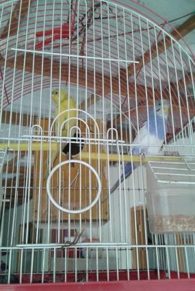 goy erkeydi sari dişi qablari ustunde verilir yalniz whatsappnan yazin