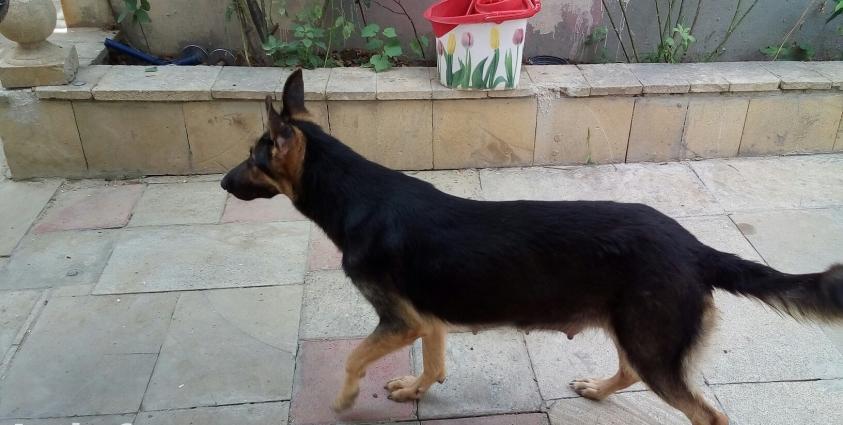 avcarka balasila birge satilir