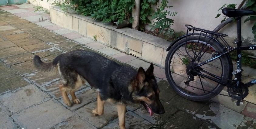 avcarka balasila birge satilir