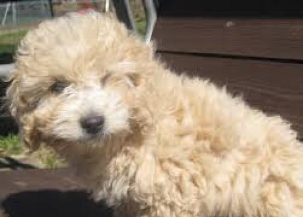 Pudel balası isteyirem real satıcılar yazsın tecili lazımdı