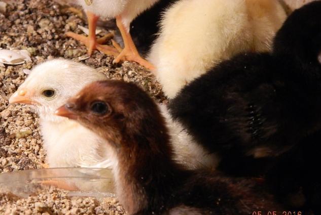 Deyerinden ucuz Heyrati cuceleri satishdadir