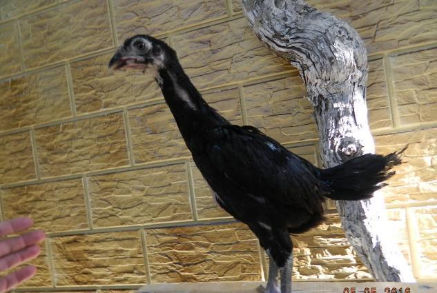 Deyerinden ucuz Heyrati cuceleri satishdadir