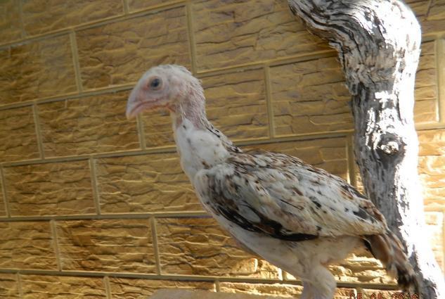 Deyerinden ucuz Heyrati cuceleri satishdadir