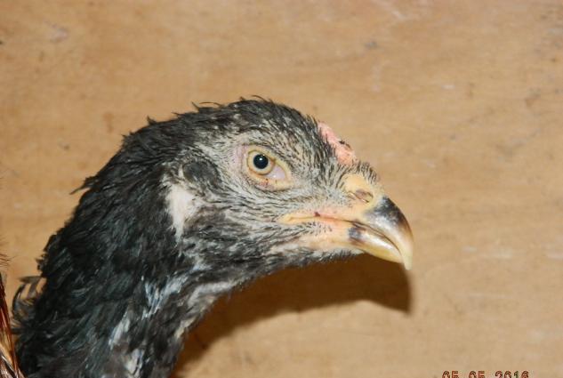 Deyerinden ucuz Heyrati cuceleri satishdadir