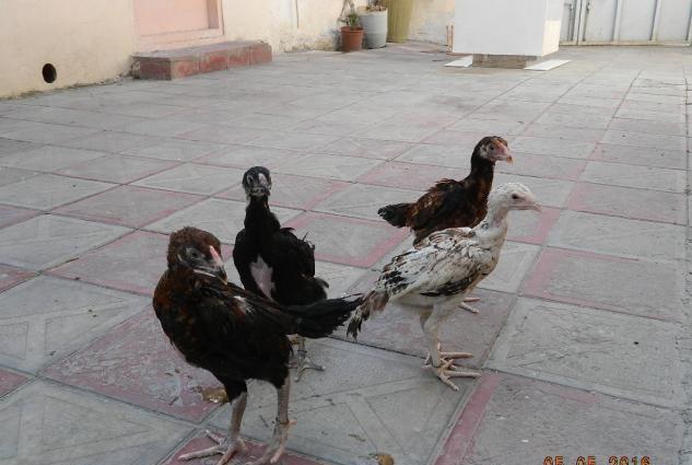 Deyerinden ucuz Heyrati cuceleri satishdadir