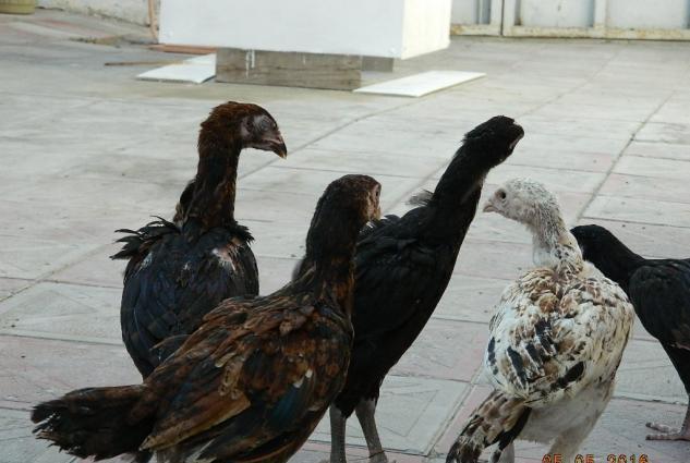 Deyerinden ucuz Heyrati cuceleri satishdadir