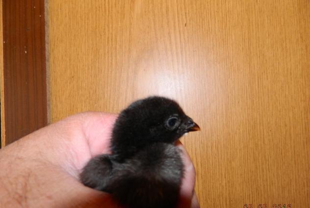 Deyerinden ucuz Heyrati cuceleri satishdadir