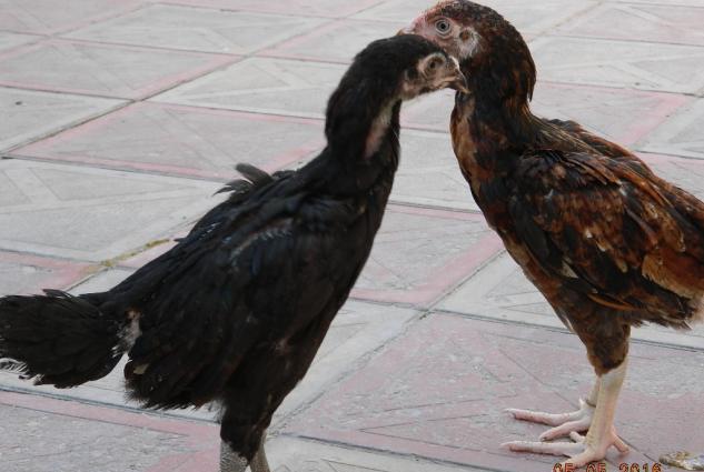 Deyerinden ucuz Heyrati cuceleri satishdadir