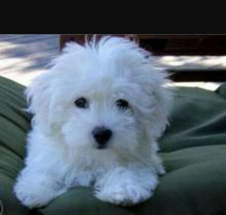 1 ayn itidi baladı Cox gozel itdi biraz boyuyen kimi cox gozel olur we