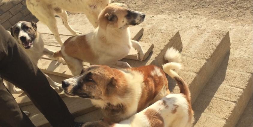 Choban itleri 8 aylig 2 dishi 1 erkeg