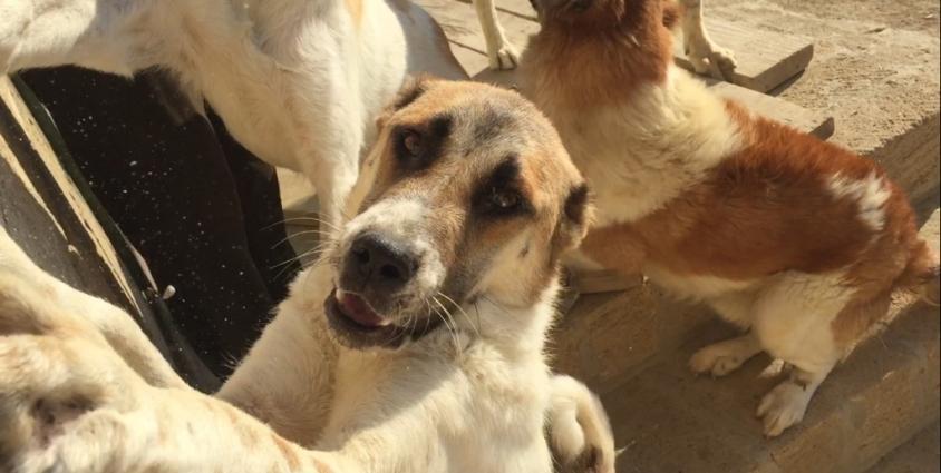 Choban itleri 8 aylig 2 dishi 1 erkeg