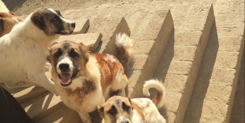 Choban itleri 8 aylig 2 dishi 1 erkeg