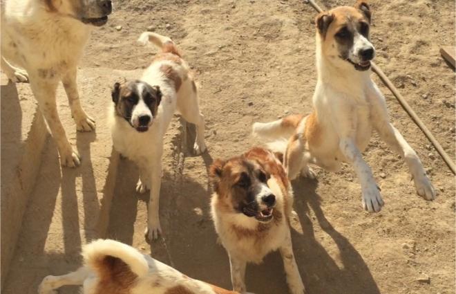 Choban itleri 8 aylig 2 dishi 1 erkeg