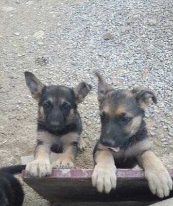 2 diwi ovcarka qalib.Bu kucukler oz sahiblerni gozleyir.Temiz nemec ov