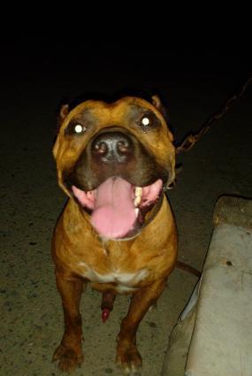 Pitbull satiram 1yas yarimdi